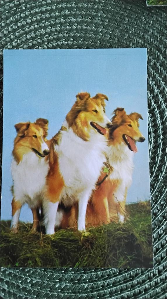 Vintage Ansichtkaart: Drie Schotse Collies, Ophalen of Verzenden, 1960 tot 1980, Ongelopen