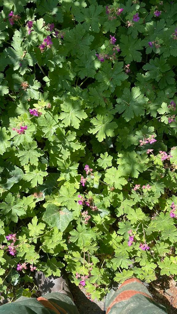 Geranium Ingwerssen, Ophalen, Overige soorten, Minder dan 100 cm