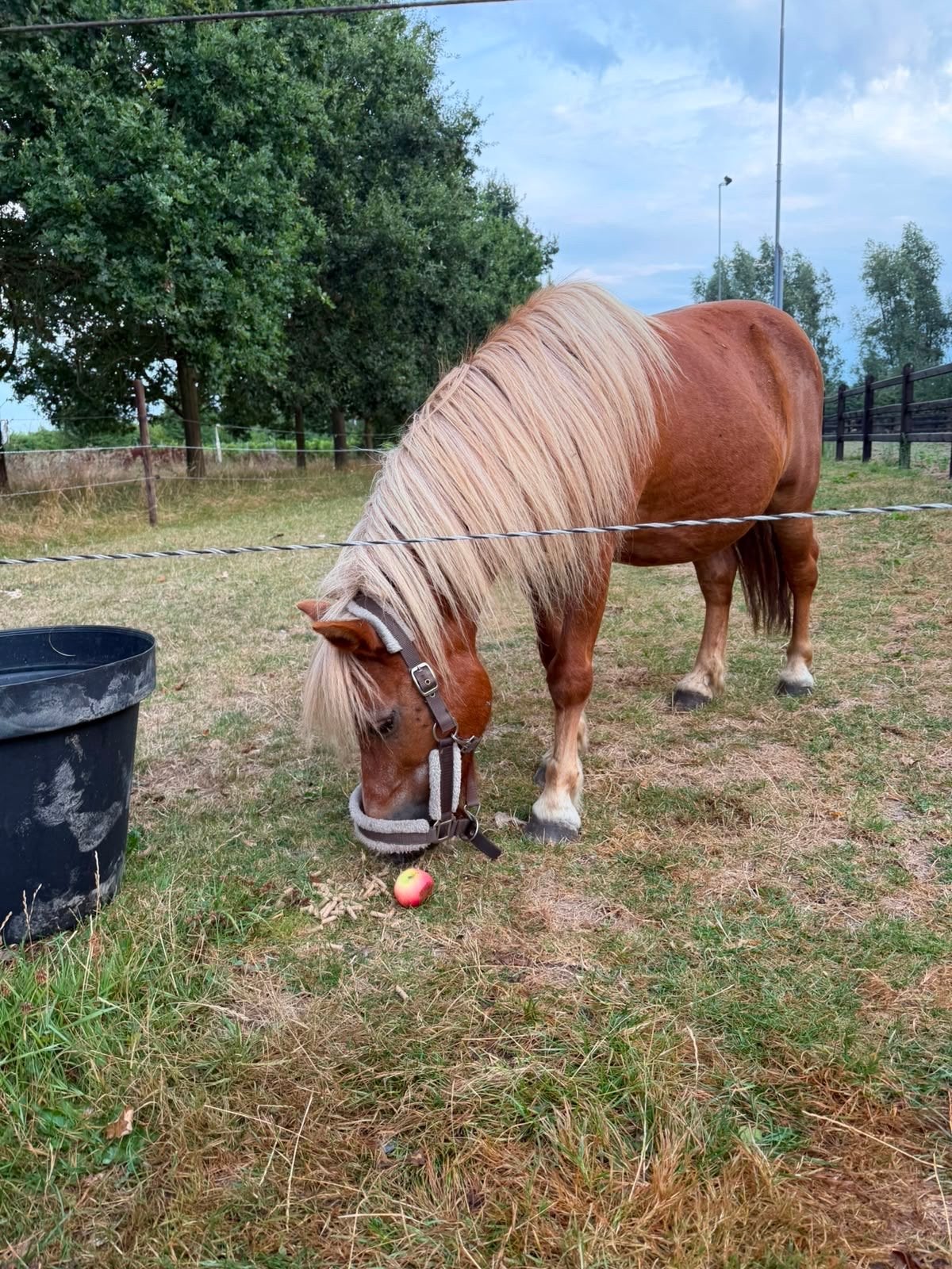 Gratis verzorgpony aangeboden – Opijnen