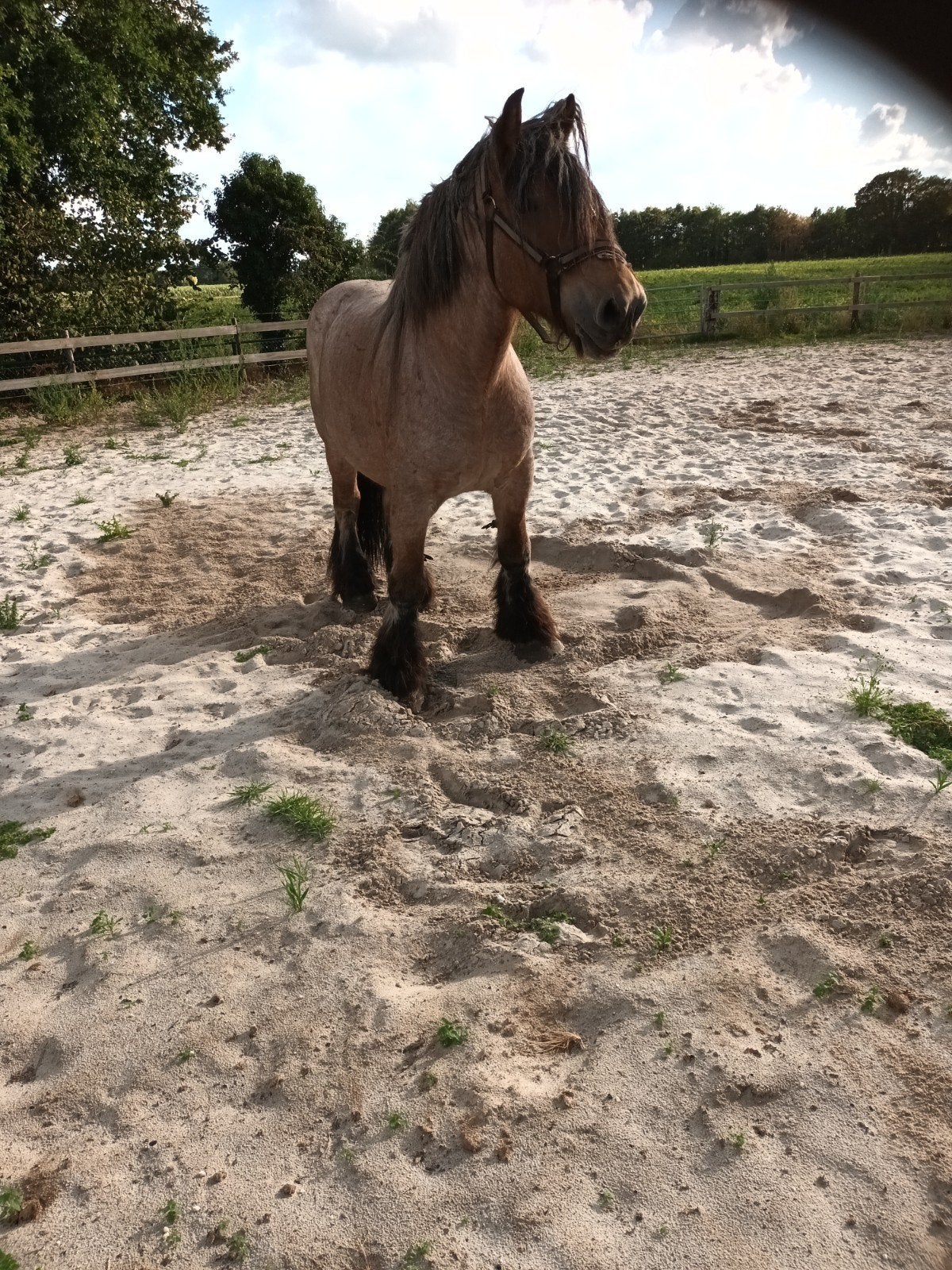 7 jarige Belgische trekpaard, Ruin, Gechipt, 7 tot 10 jaar