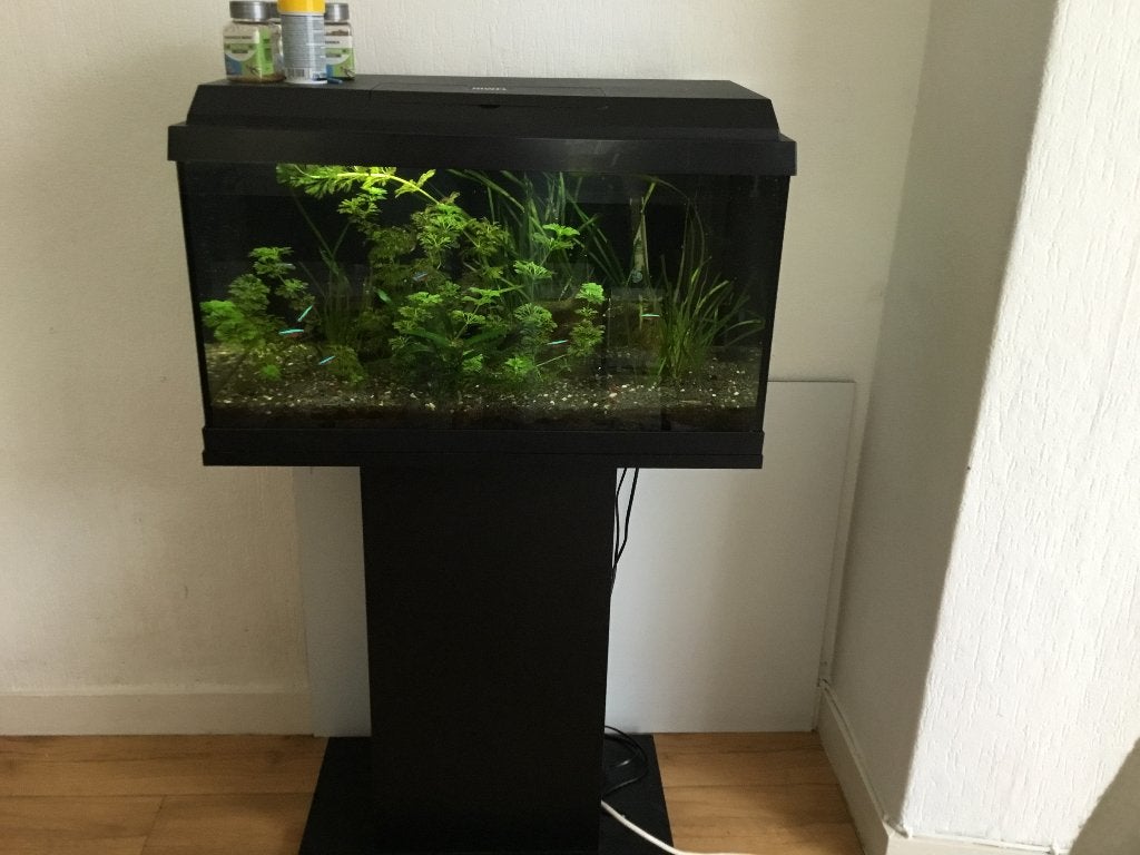 Juwel aquarium met voet, Ophalen, Gebruikt, Gevuld zoetwateraquarium, Inclusief vissen