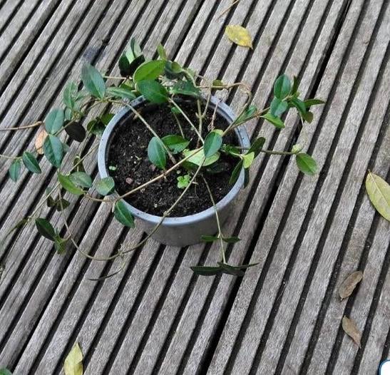Maagdenpalm, Tuin en Terras, Ophalen, Overige soorten, Volle zon