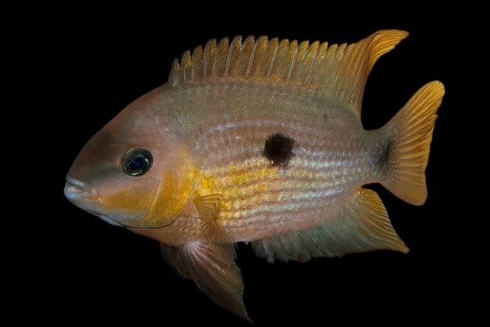 Midden Amerikaanse Cichliden: Amatitlania myrnae, Dieren en Toebehoren, Vis, Zoetwatervis