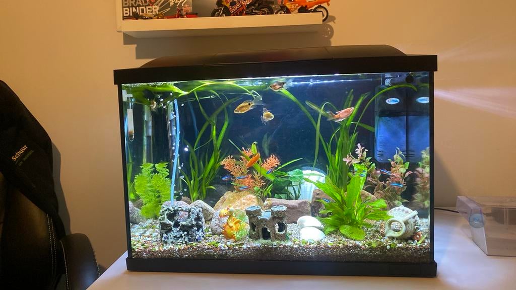 Aquarium met vissen, Ophalen, Inclusief vissen, Zo goed als nieuw, Gevuld zoetwateraquarium