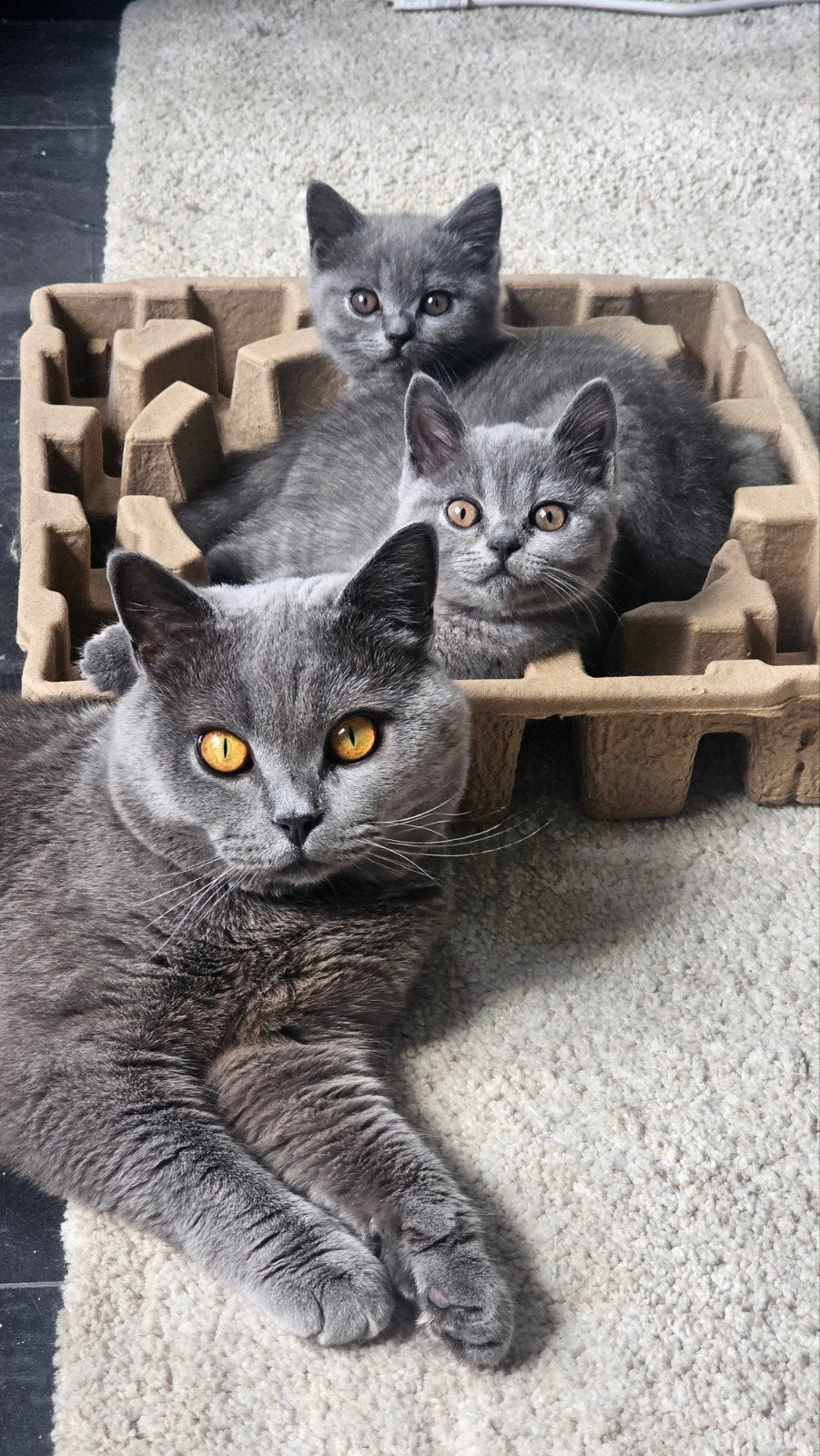 Britse korthaar kittens