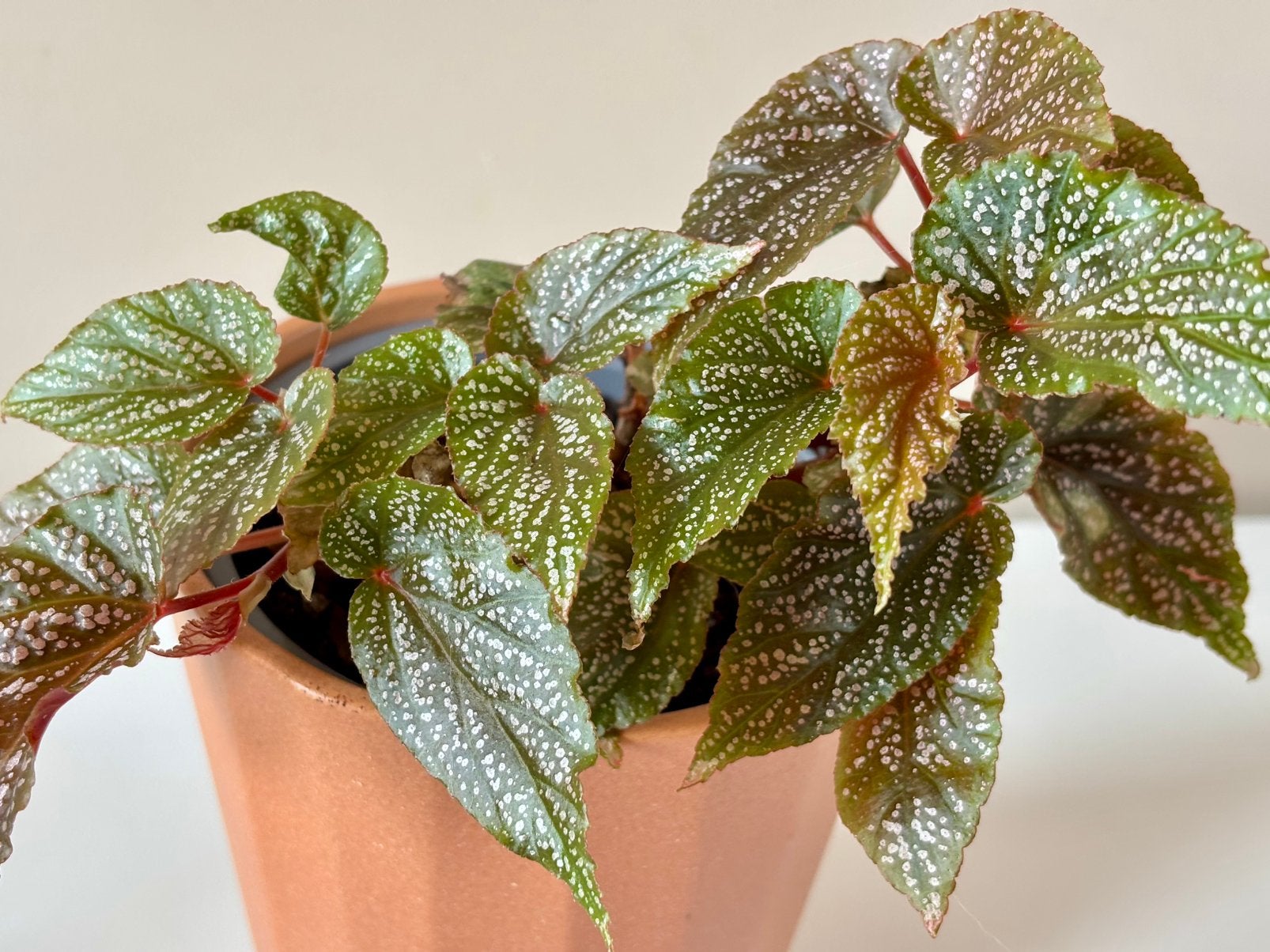 Begonia ‘Little Brother Montgomery’, Ophalen, Halfschaduw, Minder dan 100 cm