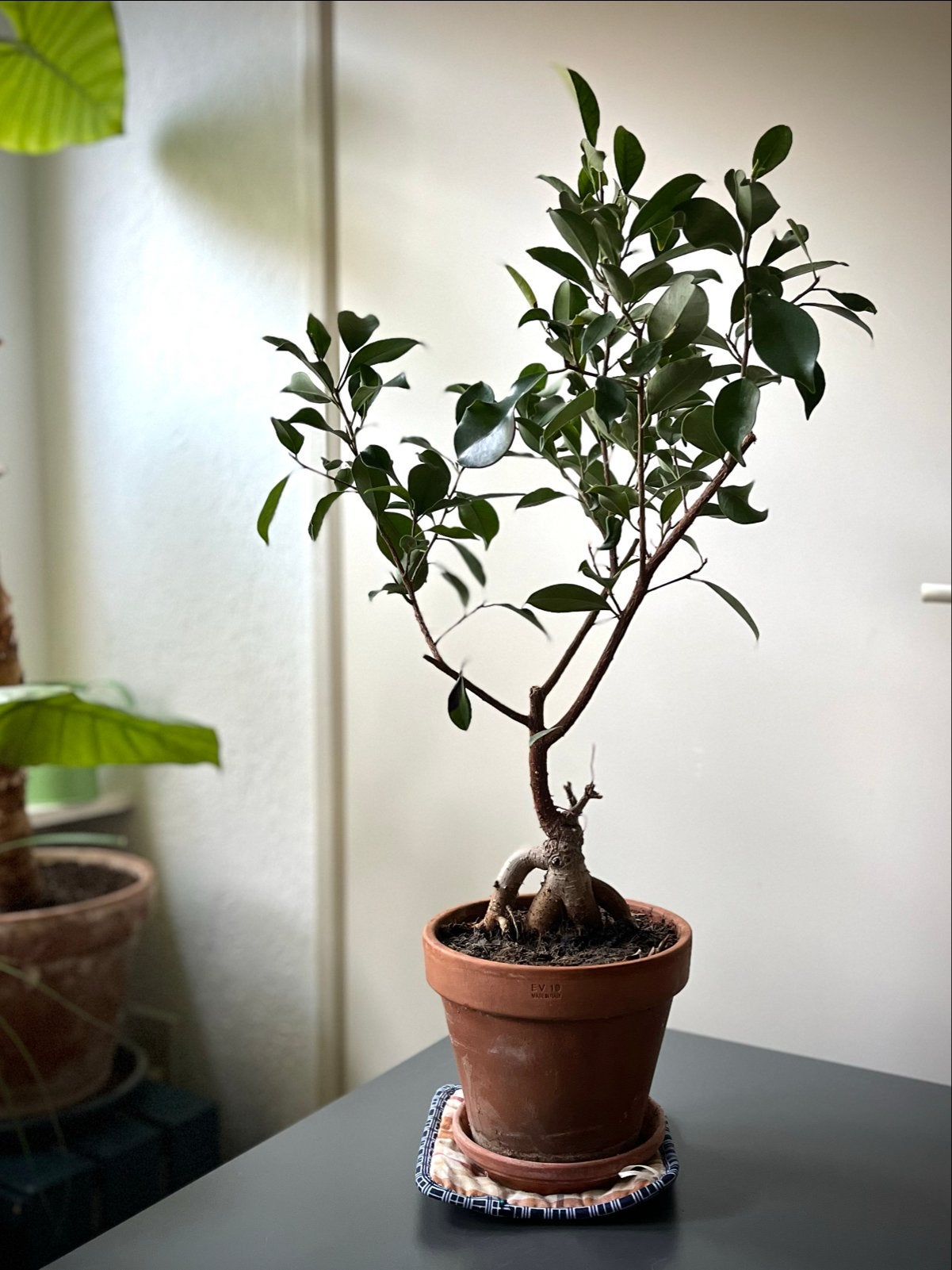 Mooie Ficus Bonsai - Perfect voor elk interieur, Ophalen, Ficus, Halfschaduw, In pot