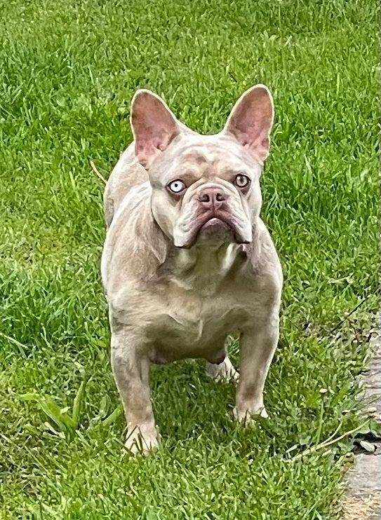 Franse bulldog pups met stamboom, België, Fokker | Hobbymatig, 8 tot 15 weken, Parvo