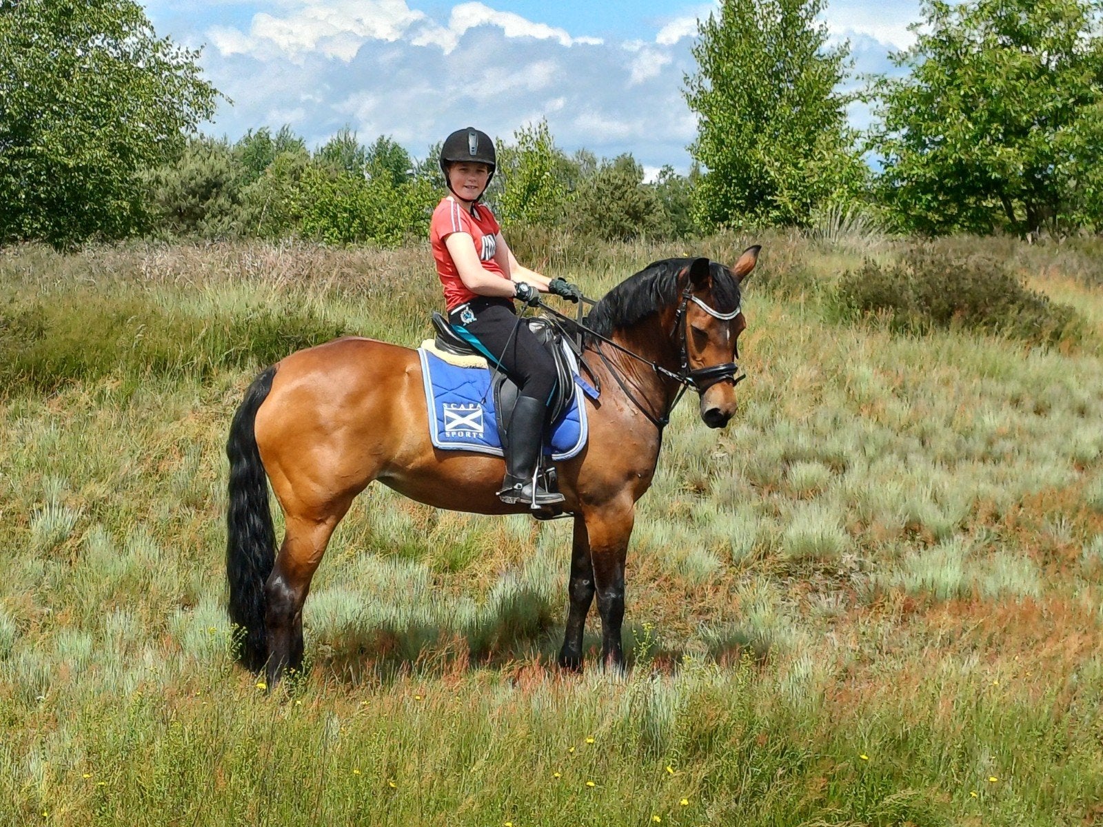 Te koop: Mooie, lieve D-pony, Merrie, Met stamboom, Dressuurpony, L