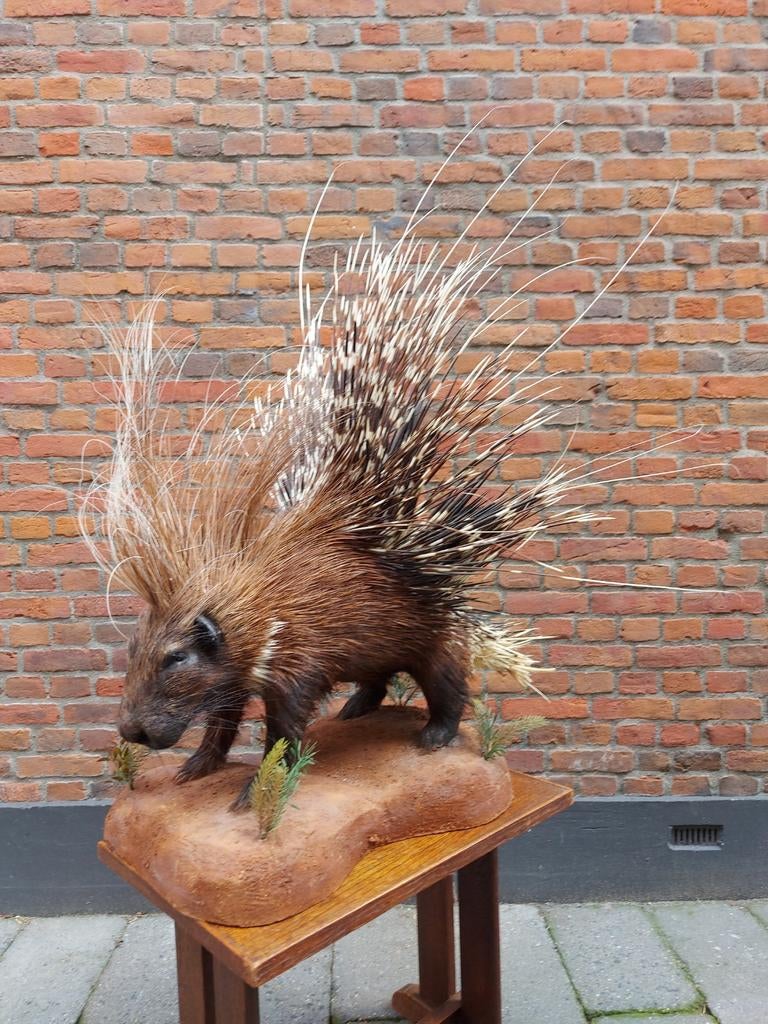Opgezette Stekelvarken afrika taxidermy opgezet schedel hert, Ophalen, Wild dier, Opgezet dier