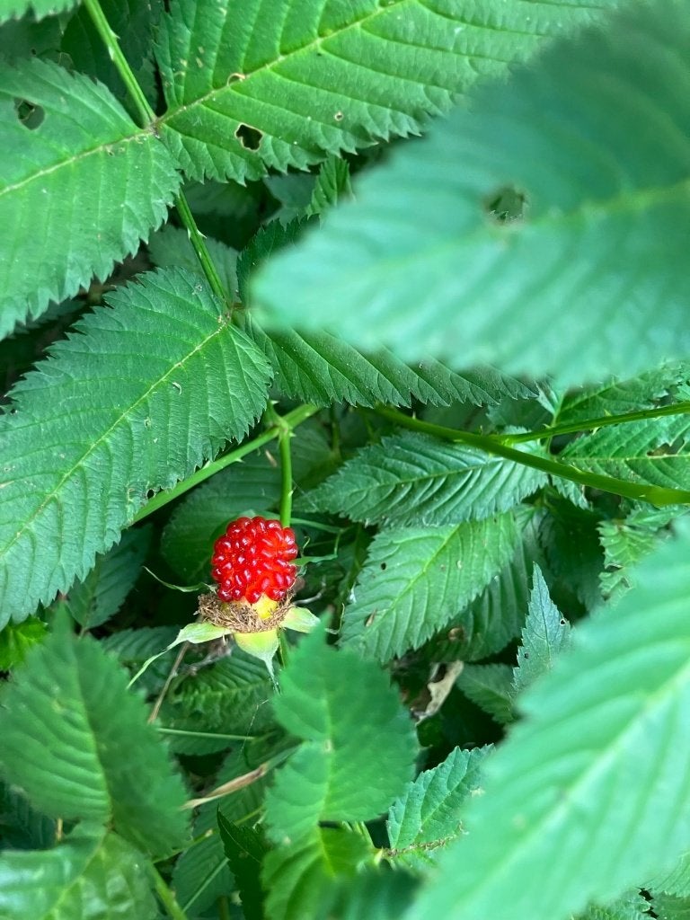Aardbei framboos (Eetbare voedselbos planten/Fruit struiken), Overige soorten, Lente, Minder dan 100 cm, Ophalen