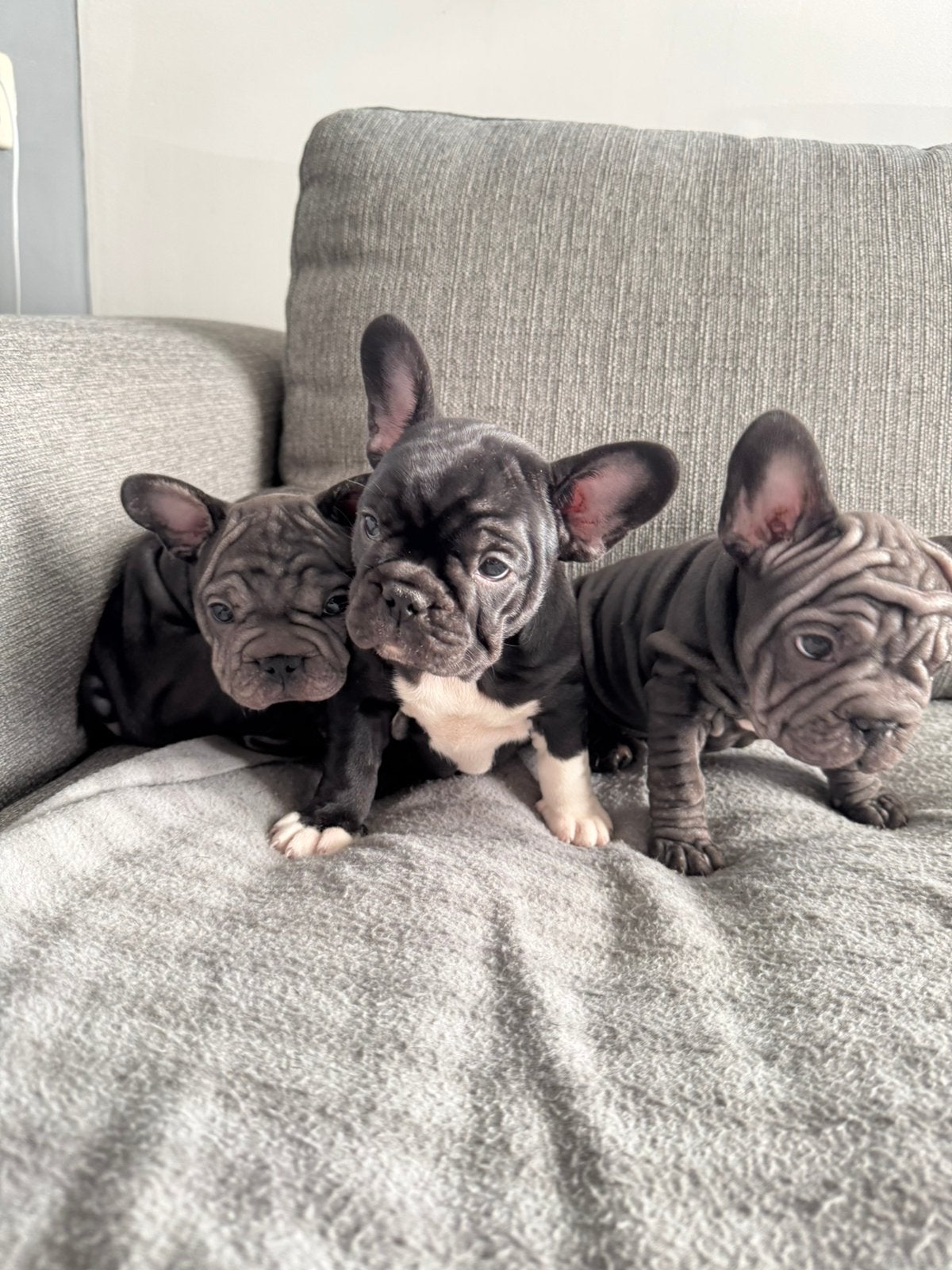 Lieve Franse Bulldog pups, Dieren en Toebehoren, Parvo, 8 tot 15 weken, Teef, Bulldog