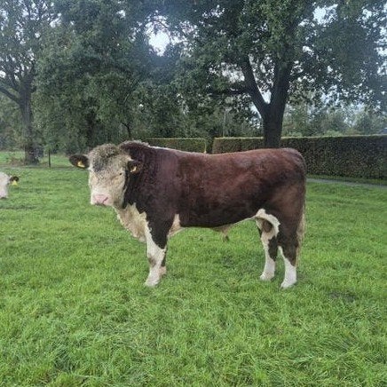 Luxe Hereford stier, Dieren en Toebehoren, Mannelijk, 0 tot 2 jaar