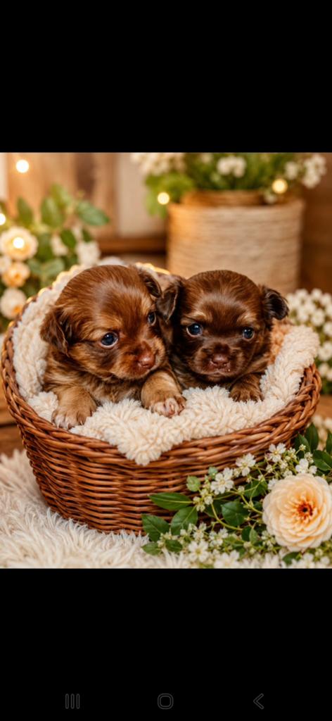 Chihuahua, Dieren en Toebehoren, Honden | Chihuahua's en Gezelschapshonden, 8 tot 15 weken, Parvo, Meerdere, Meerdere dieren