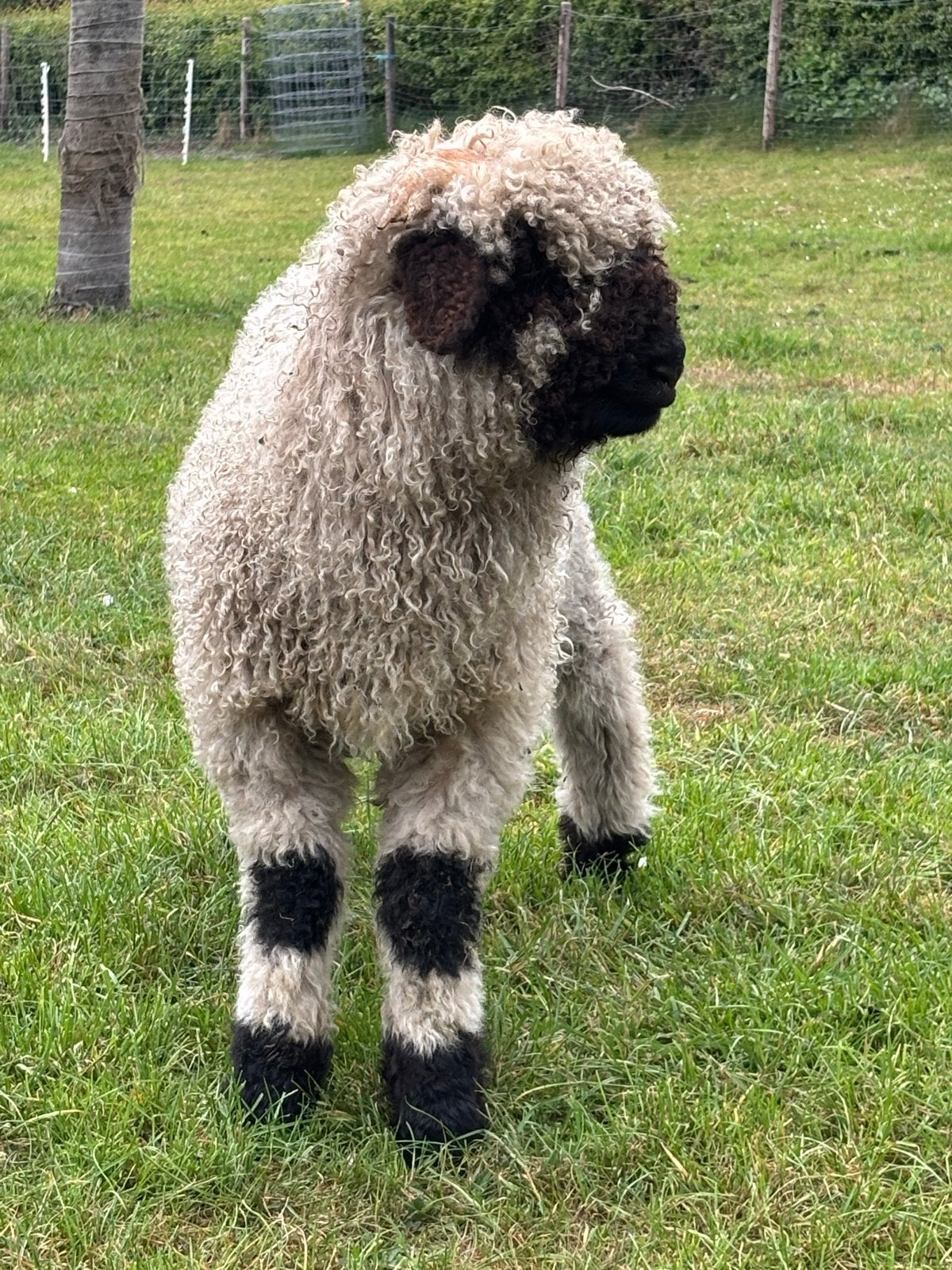 2 jonge wallische swartnase rammen, Dieren en Toebehoren, Schapen, Geiten en Varkens, Mannelijk, Schaap
