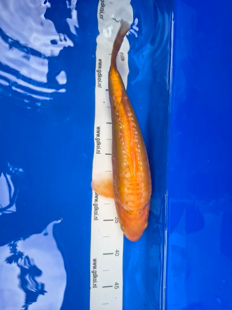 Doitsu benigoi, Dieren en Toebehoren, Karper of Koi