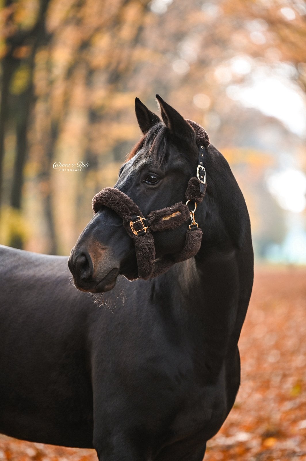 Knappe lieve ruin te koop!, Dieren en Toebehoren, Ruin, Dressuurpaard, 170 tot 175 cm, 7 tot 10 jaar