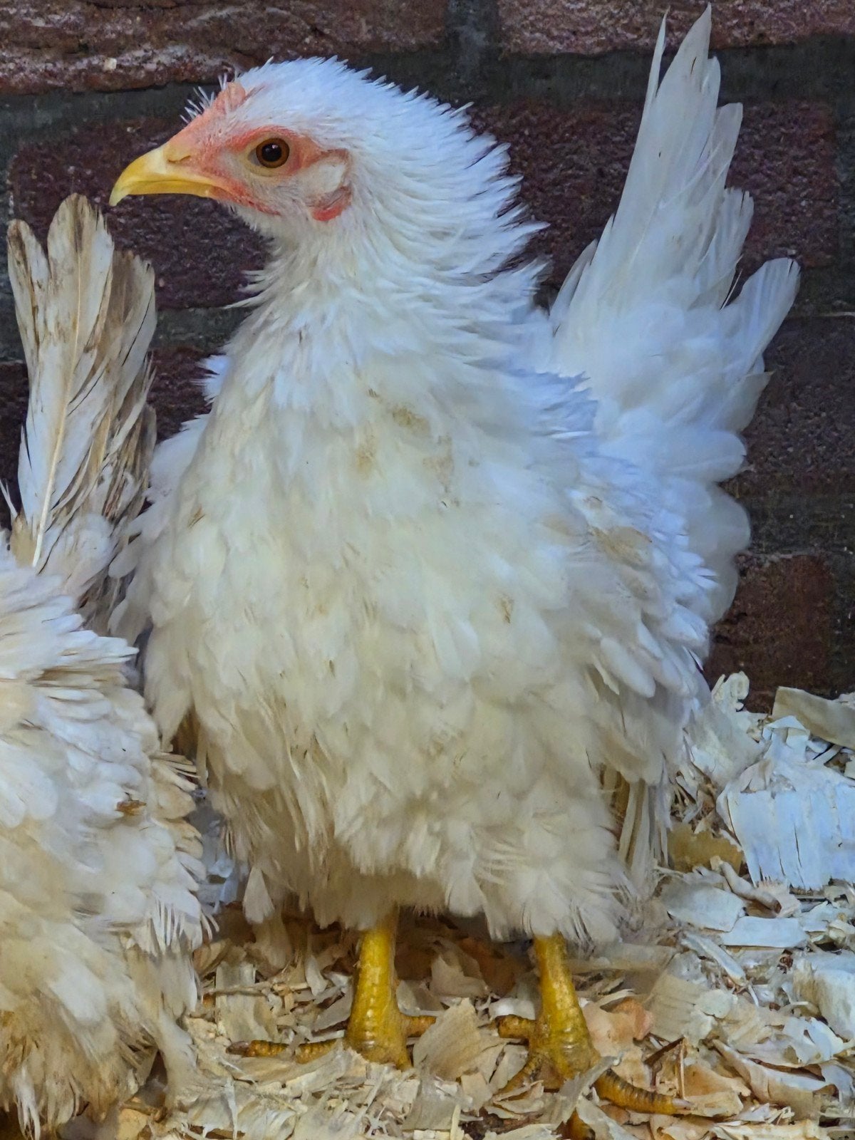 serama krulveer hen wit, Dieren en Toebehoren, Vrouwelijk, Kip