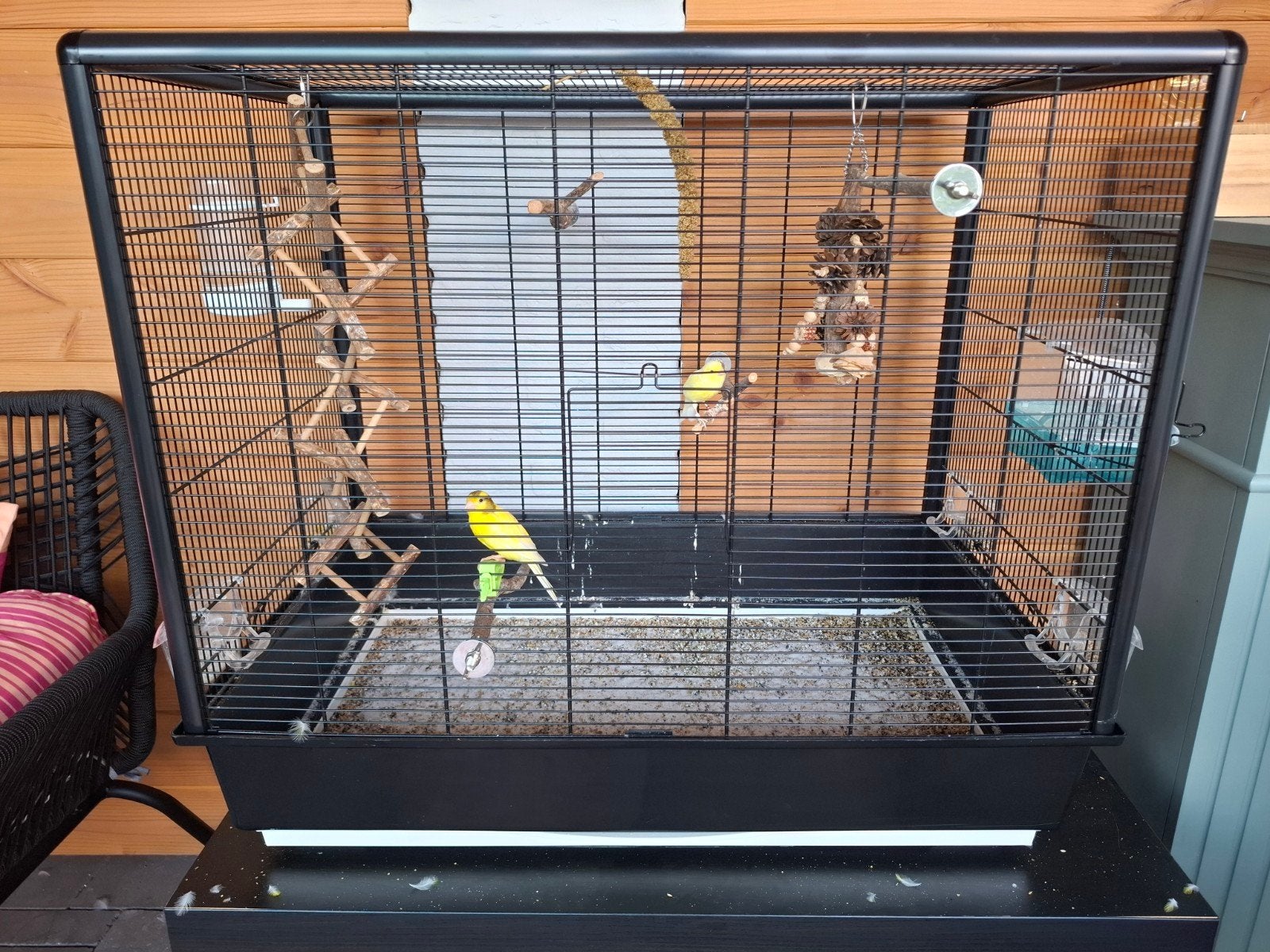 Savic primo 60 kooi incl Rasa Espagnol koppel, Ophalen, Zo goed als nieuw, Kunststof, Vogelkooi