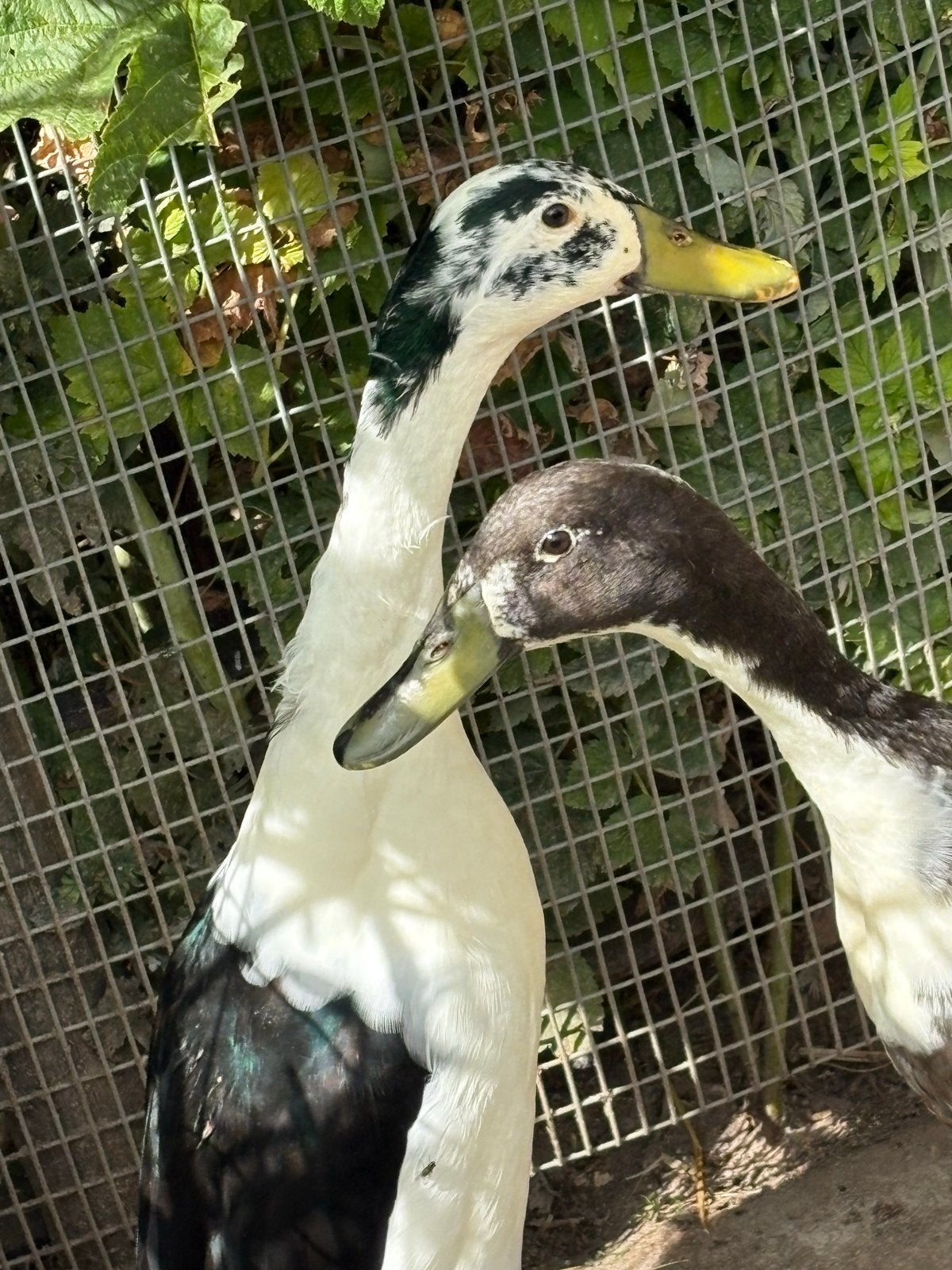 Loopeenden (2 woerden van maart 2026), Meerdere dieren