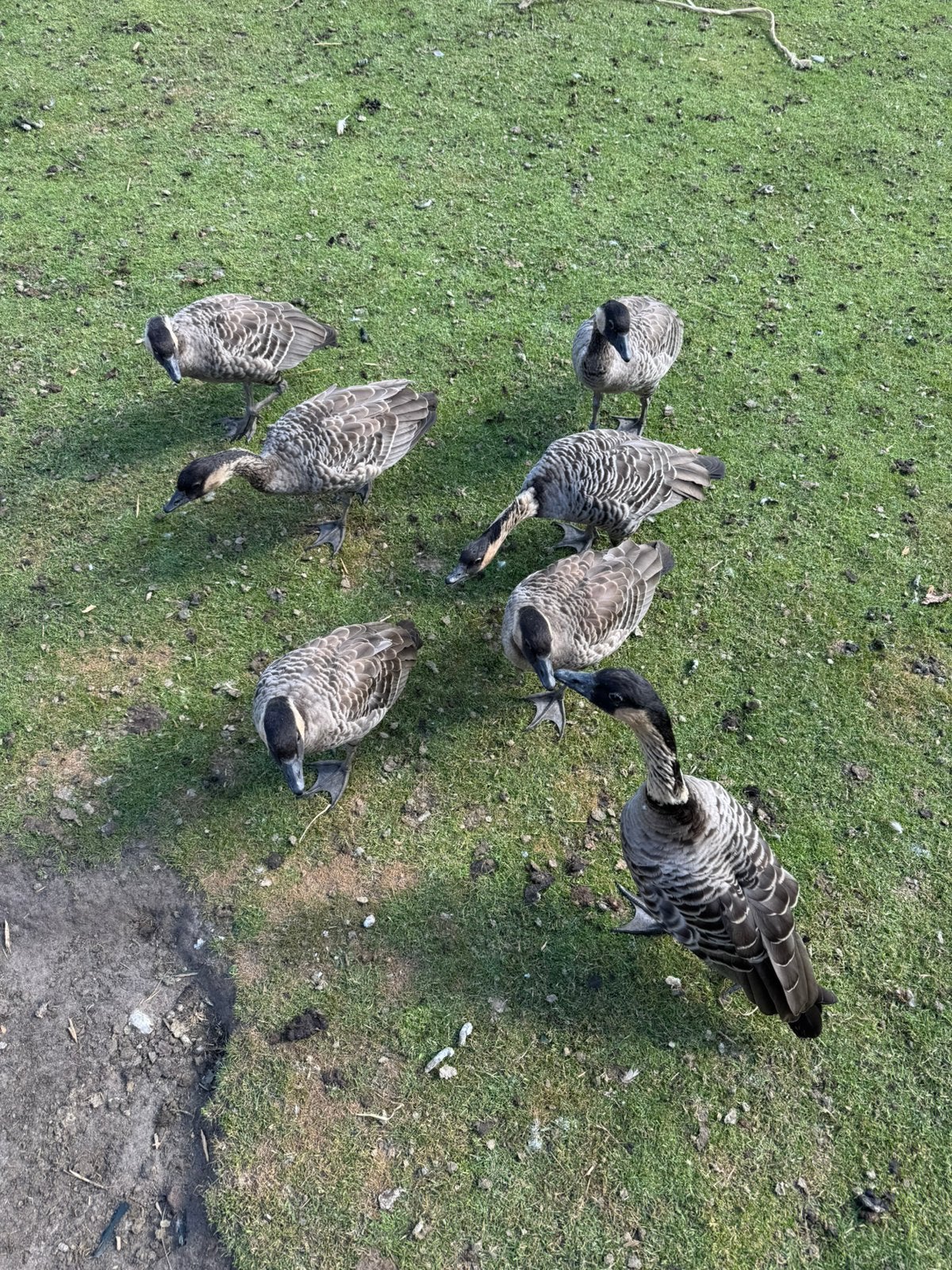 Tekoop 5 Hawaï ganzen, Dieren en Toebehoren, Pluimvee, Meerdere dieren, Gans of Zwaan