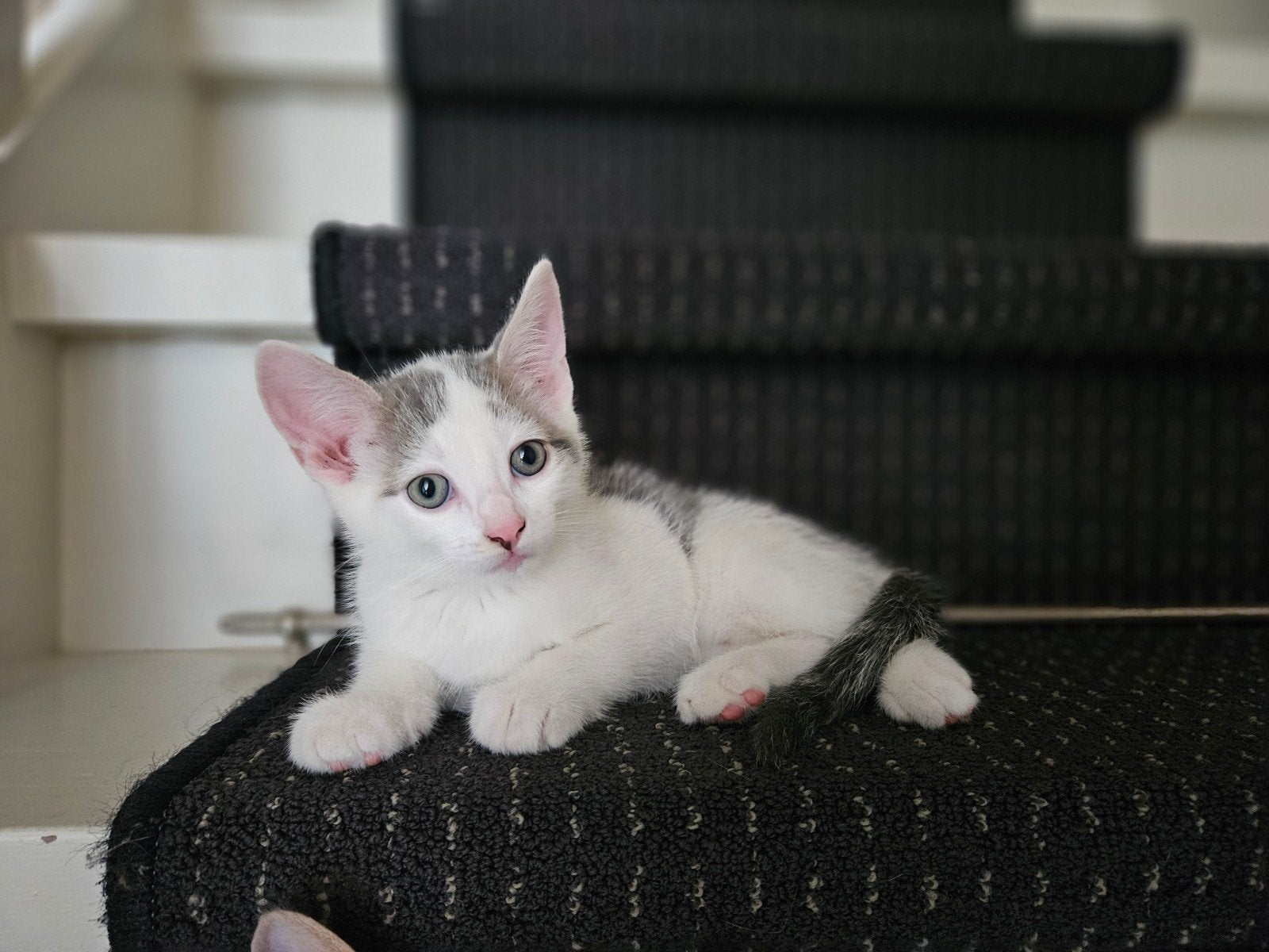 katertje, 8 weken oud, Kater