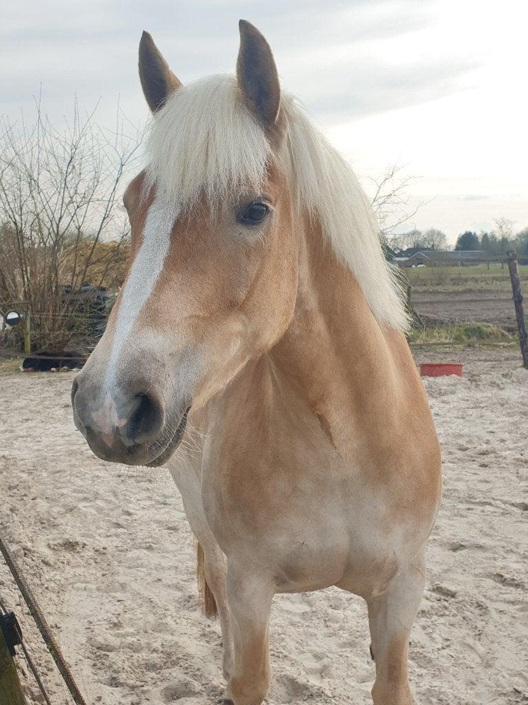 Stalling gezocht omgeving Assen, Dieren en Toebehoren, Stalling, 1 paard of pony