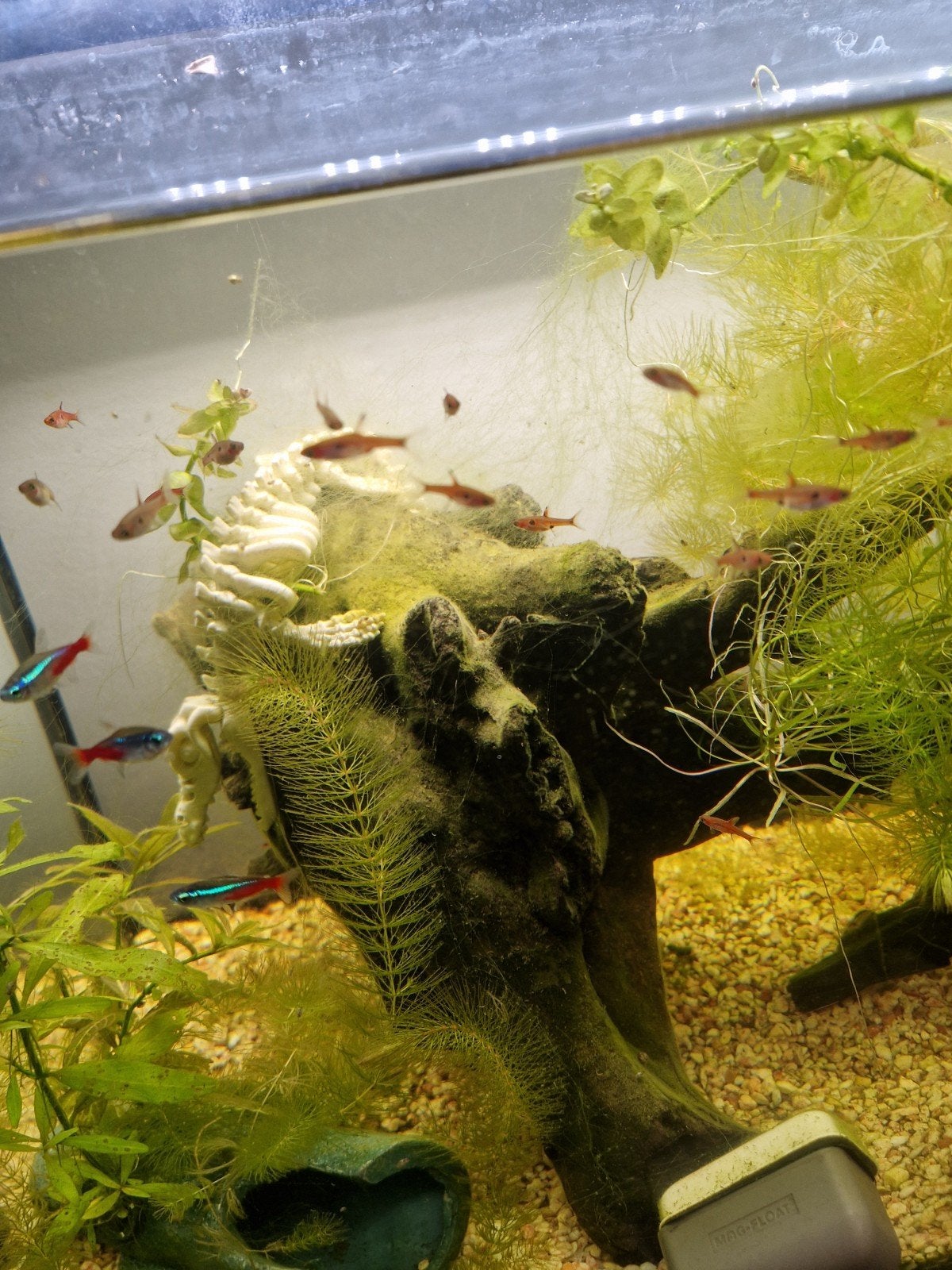 22 chili rasbora's, Vis