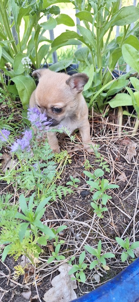 Te koop Chihuahua pup!, Reu, 8 tot 15 weken, Eén hond, Chihuahua