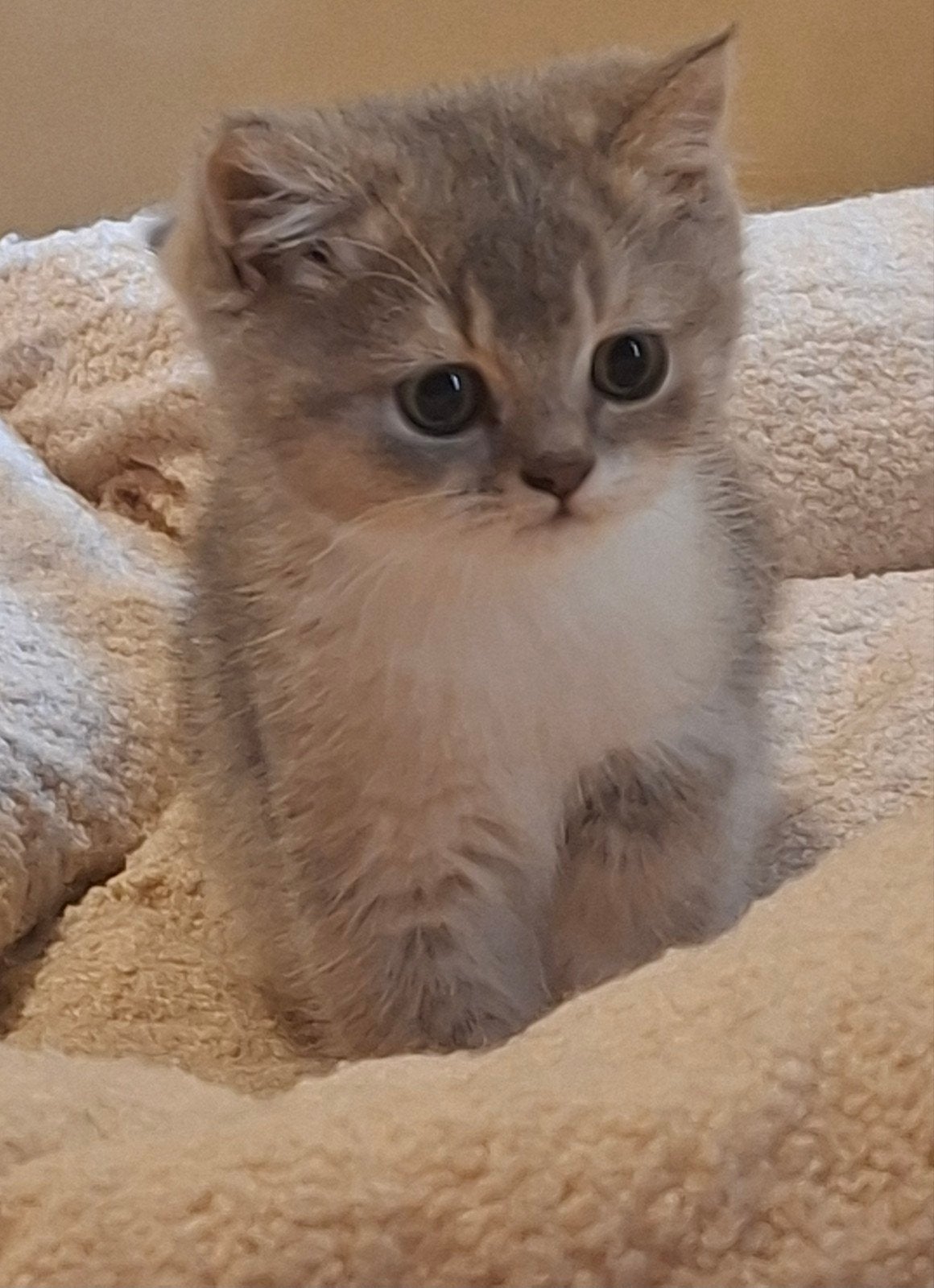 Britsekorthaar poes / vrouwtje, Poes, Gechipt, 0 tot 2 jaar