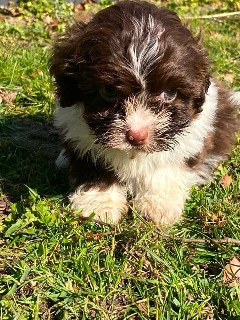 Te koop leuke Boomer pups, Parvo, Nederland, 8 tot 15 weken, Meerdere