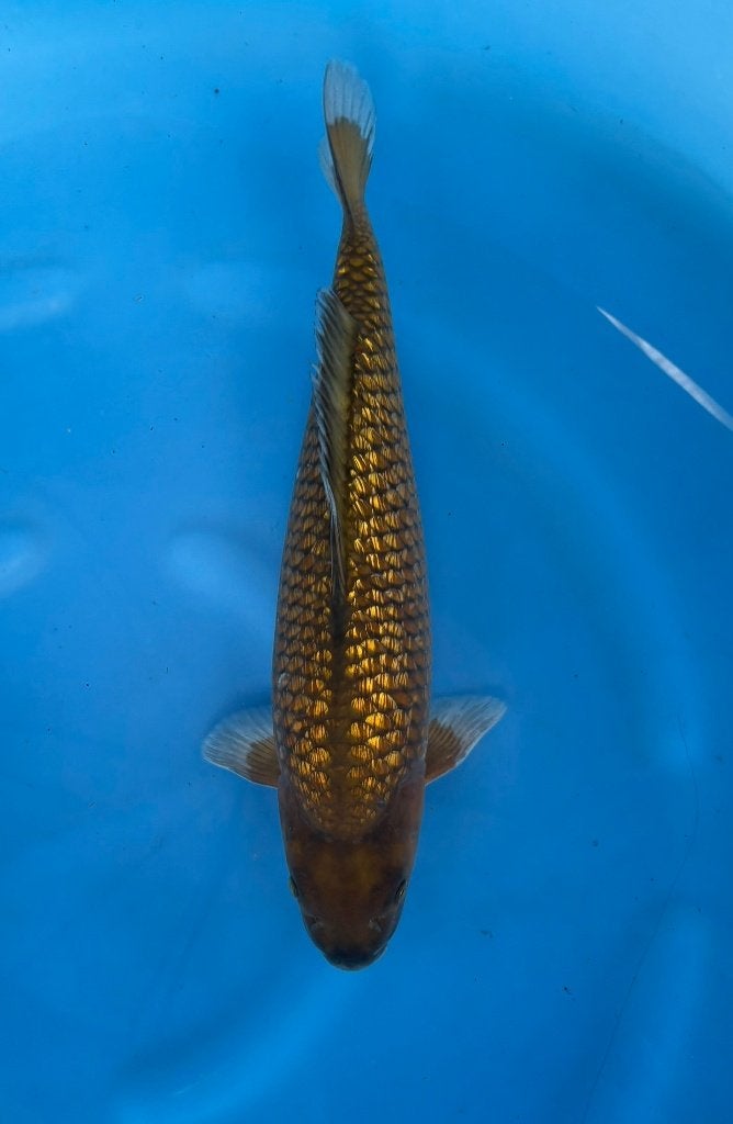 Ginrin Chagoi, Karper of Koi
