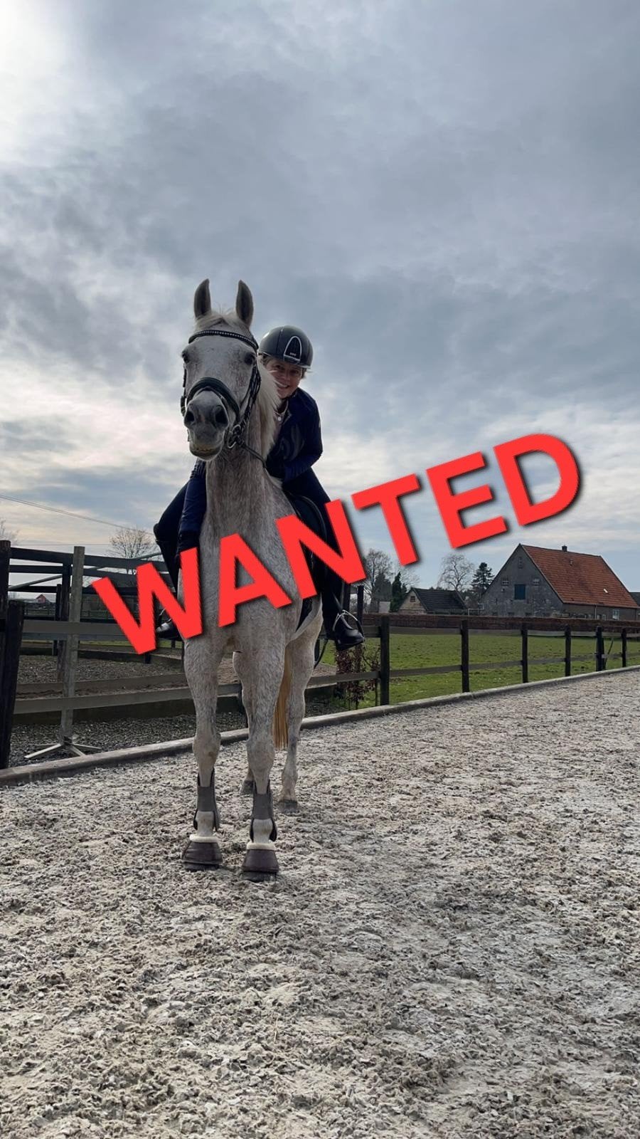 Gezocht: lief betrouwbaar aanhankelijk paard, Ruin, Z, Dressuurpaard