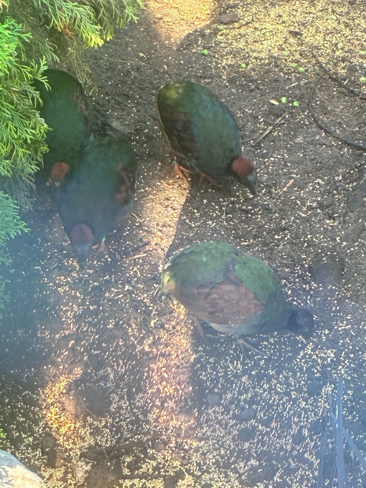 Roul roul, Dieren en Toebehoren, Mannelijk, Tropenvogel, Geringd