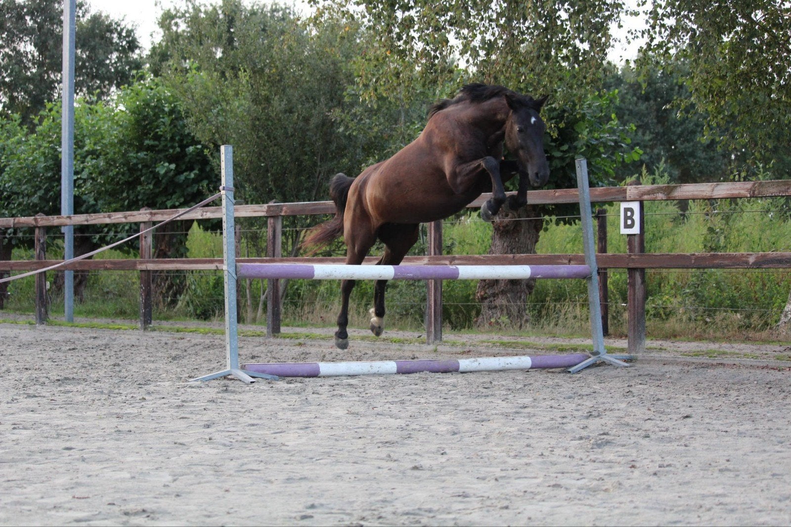 brave merrie  geschikt voor beginners, Dieren en Toebehoren, Met stamboom, B, 3 tot 6 jaar, Recreatiepony