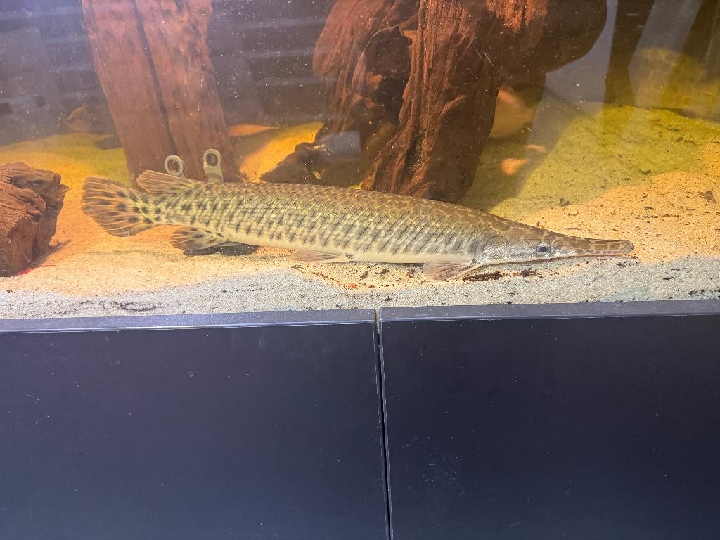 Florida gar 40cm, Dieren en Toebehoren, Vissen | Aquariumvissen, Vis, Zoetwatervis