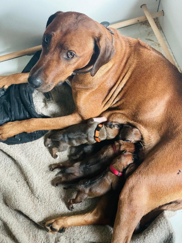 Prachtig nestje raszuivere Rhodesian Ridgeback pups, Dieren en Toebehoren, Overige rassen, CDV (hondenziekte), 8 tot 15 weken