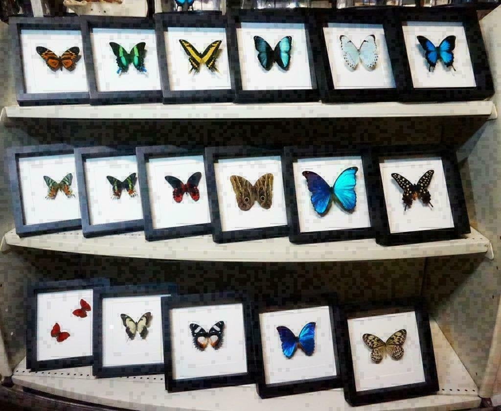 Papilio rumanzovia vlinder in lijst, Verzamelen, Dierenverzamelingen, Ophalen of Verzenden, Nieuw, Insect, Opgezet dier