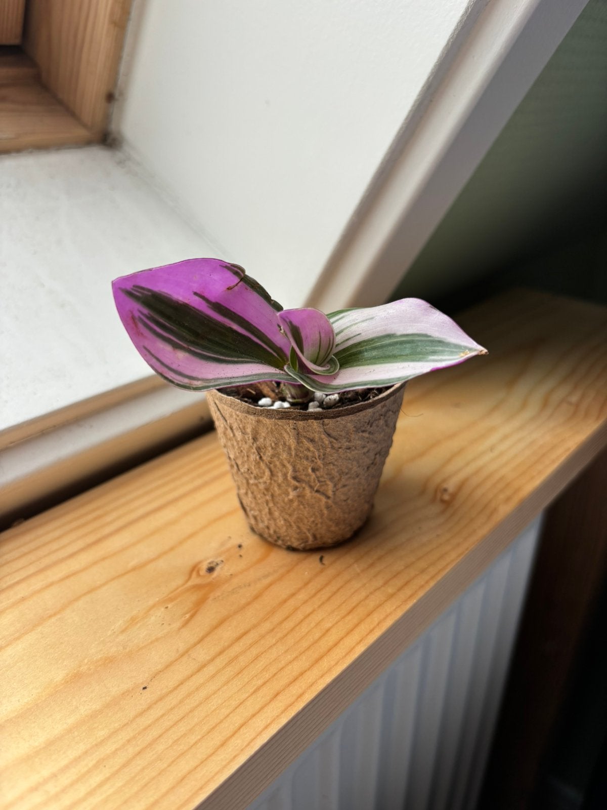 Roze vaderplant (tradescantia nanouk) stekje te koop, Huis en Inrichting, Kamerplanten, Ophalen, Halfschaduw, Minder dan 100 cm