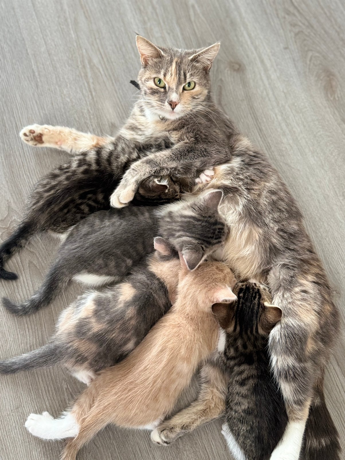 Europees X britse korthaar kittens, Dieren en Toebehoren, Meerdere dieren, Ontwormd, 0 tot 2 jaar