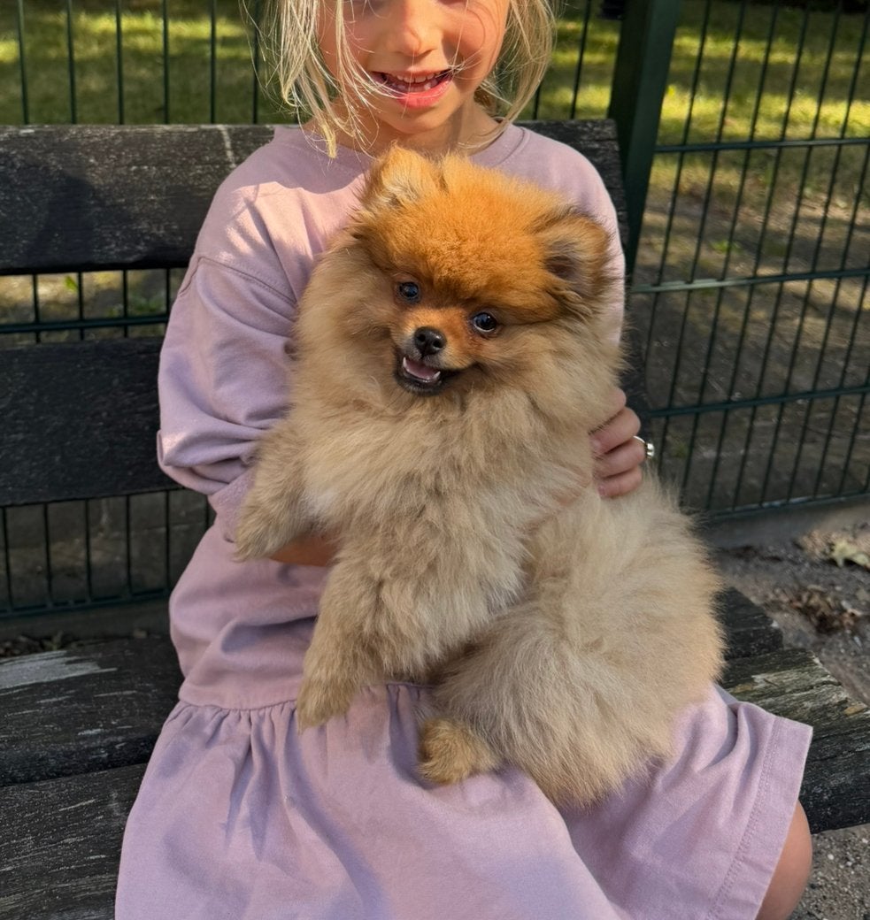 Pomperian, Dieren en Toebehoren, Honden | Niet-rashonden, 8 tot 15 weken, Parvo, Meerdere dieren, Eén hond
