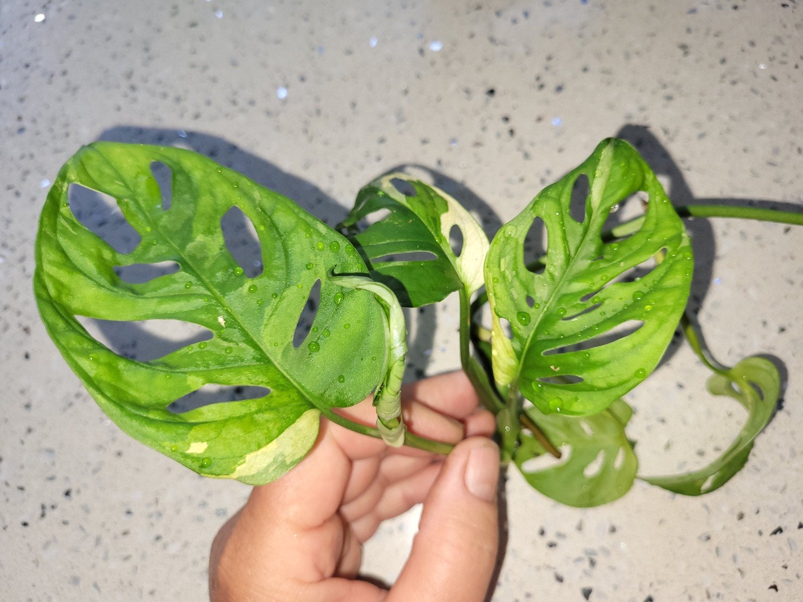 Gewortelde Monstera Adansonii Variegata stek, Huis en Inrichting, Kamerplanten, Ophalen of Verzenden, Halfschaduw, Minder dan 100 cm