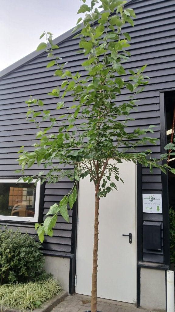 Moerbeiboom Morus Alba 350+ cm hoog!! (Dikke stam!) €65,-, Lente, 250 tot 400 cm, Volle zon, In pot