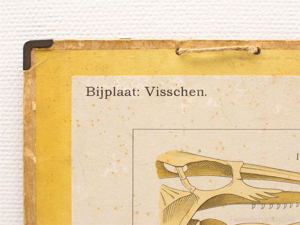Vintage biologie schoolplaat 99307, Antiek en Kunst, Ophalen of Verzenden