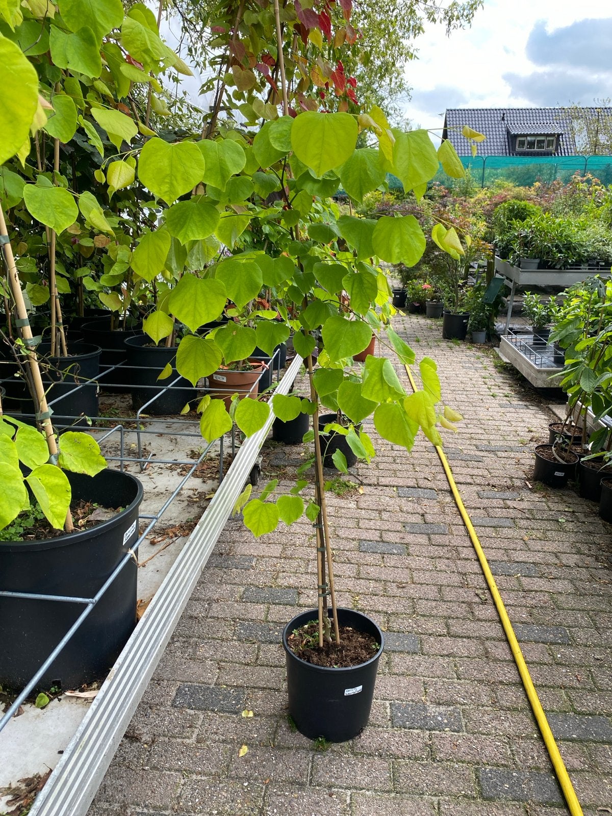 Cercis canadensis 'Hearts of Gold' - Judasboom, Ophalen, Overige soorten, Struik, 100 tot 250 cm