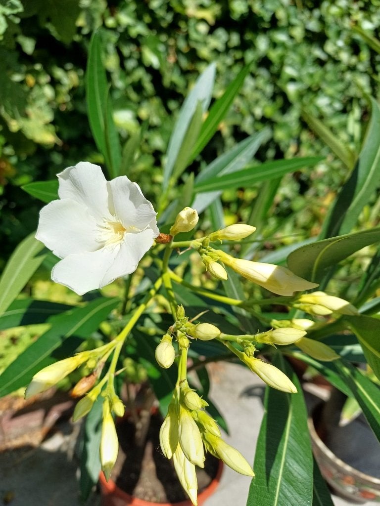 Nerium oleander "Mount Blanc" plant, Volle zon, Vaste plant, Zomer, Ophalen