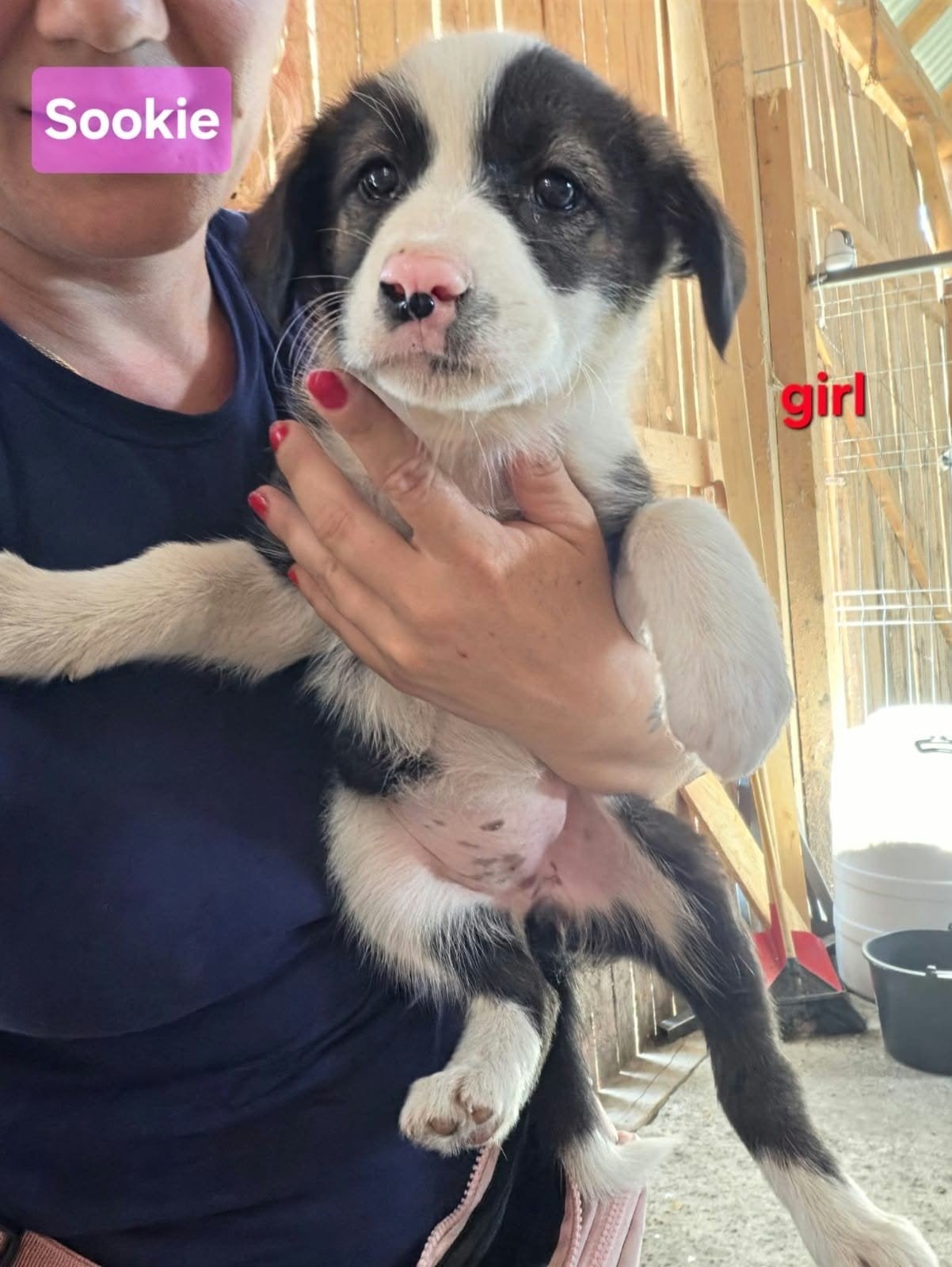 pup Sookie zoekt een baasje, Dieren en Toebehoren, 15 weken tot 1 jaar, Handelaar, Buitenland, Teef