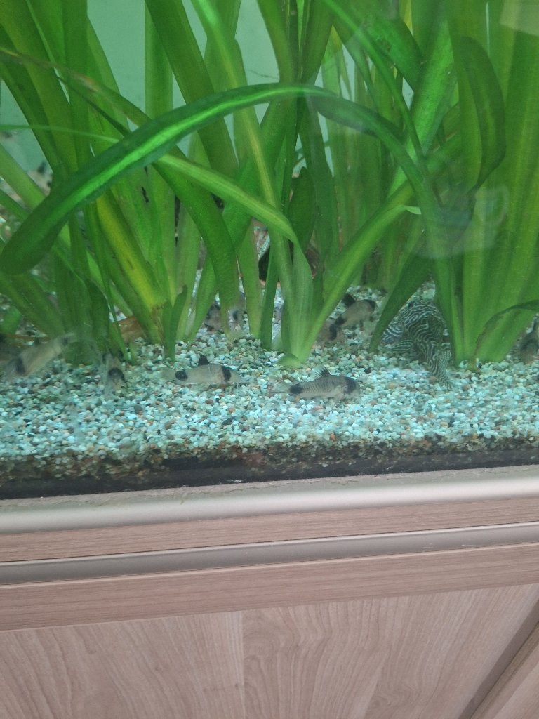 Corydoras panda volwassen, Dieren en Toebehoren, Vis, Zoetwatervis, Schoolvis