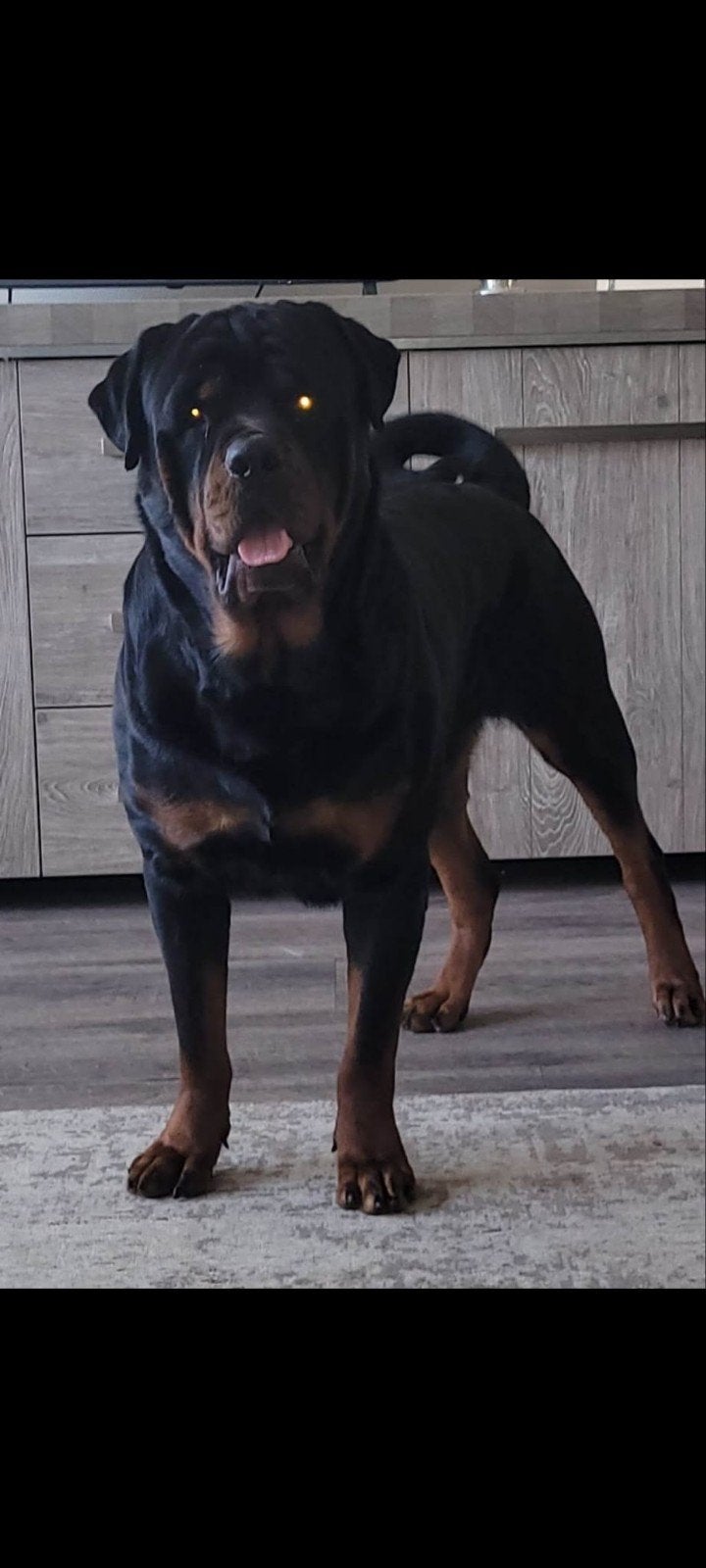Rottweiler dekreu, Reu, Eén hond, 3 tot 5 jaar, Nederland