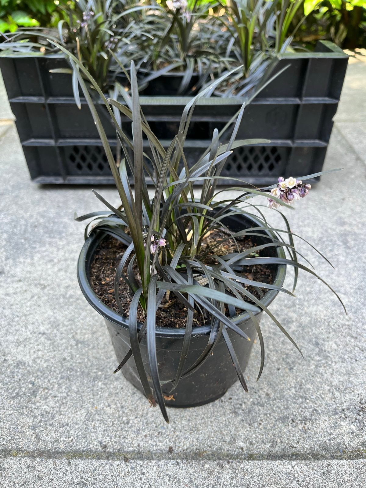 Ophiopogon planiscapus 'Niger' Zwarte slangenbaard, Ophalen, Vaste plant, Siergrassen, Halfschaduw